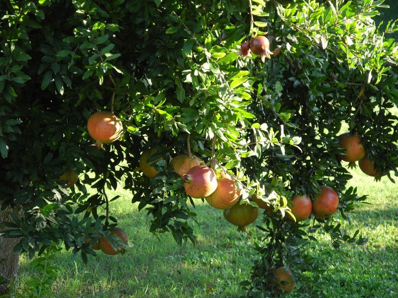 Smile Butik Hotel 281013