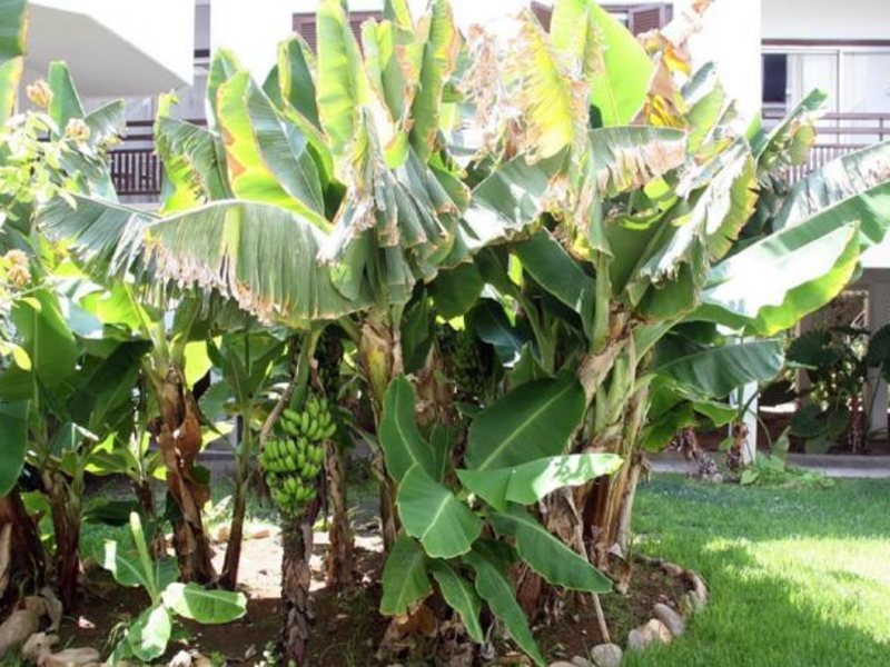 Sofianna Hotel Apts 120990