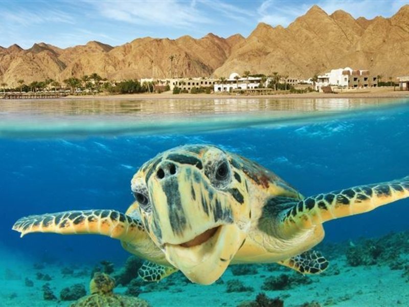 Tez Express 5* Aqua Park Resort  318642