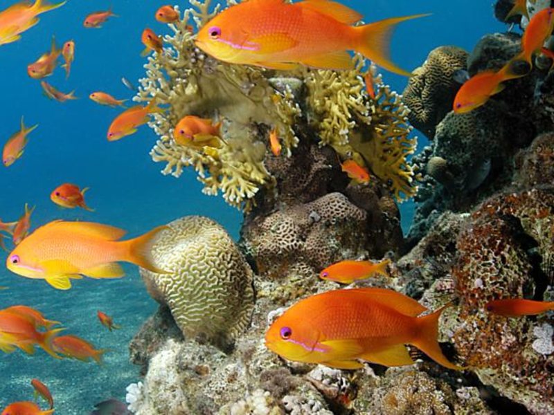 The Bayview Resort Taba Heights (ex 55048