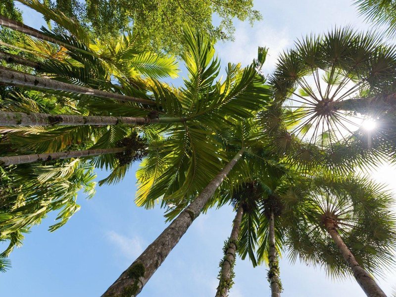 The Leaf on The Sands by Katathani (ex 211887