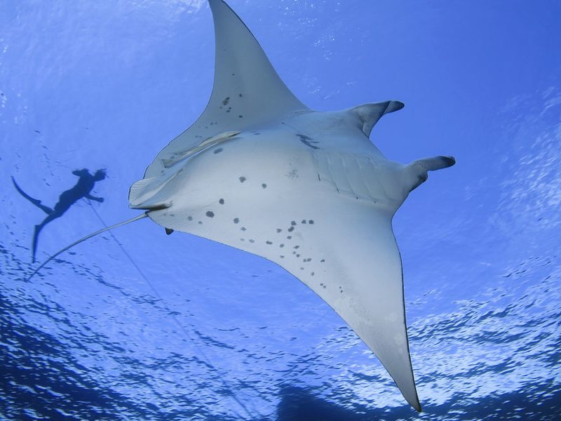 The Sun Siyam Iru Fushi Maldives 136925