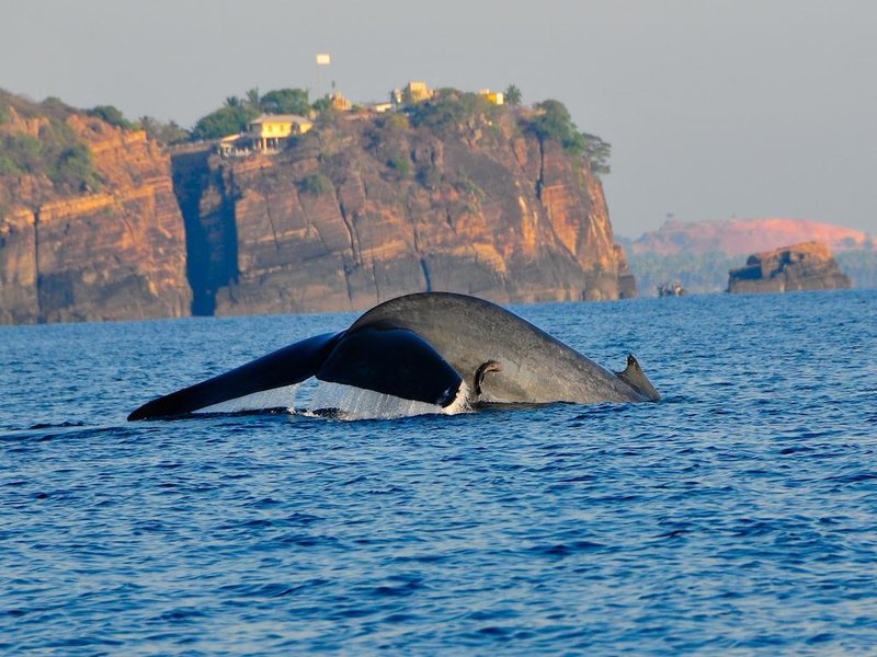 Trinco Blu by Cinnamon (еx 109682