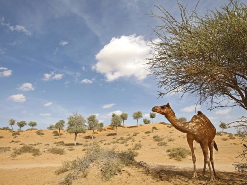 Tulip Inn Ras Al Khaimah 119855