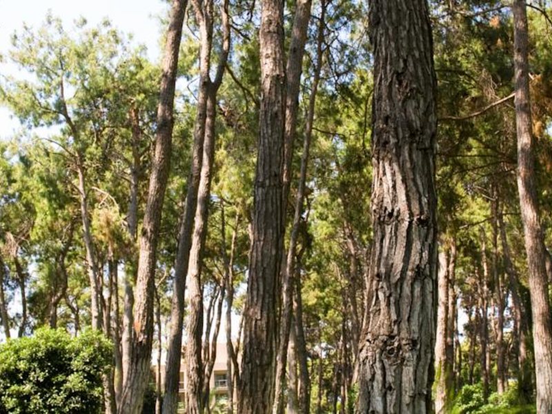 Turquoise Resort Hotel & Sра 105150