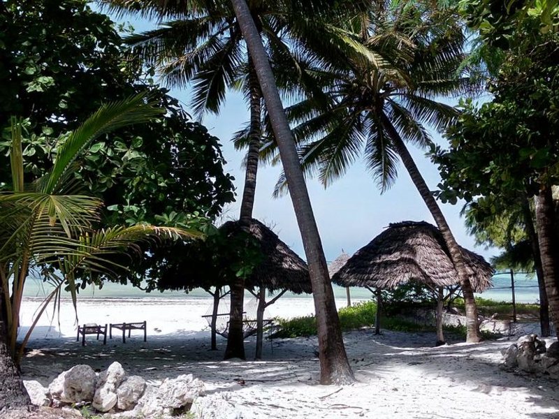 Twisted Palms 202979