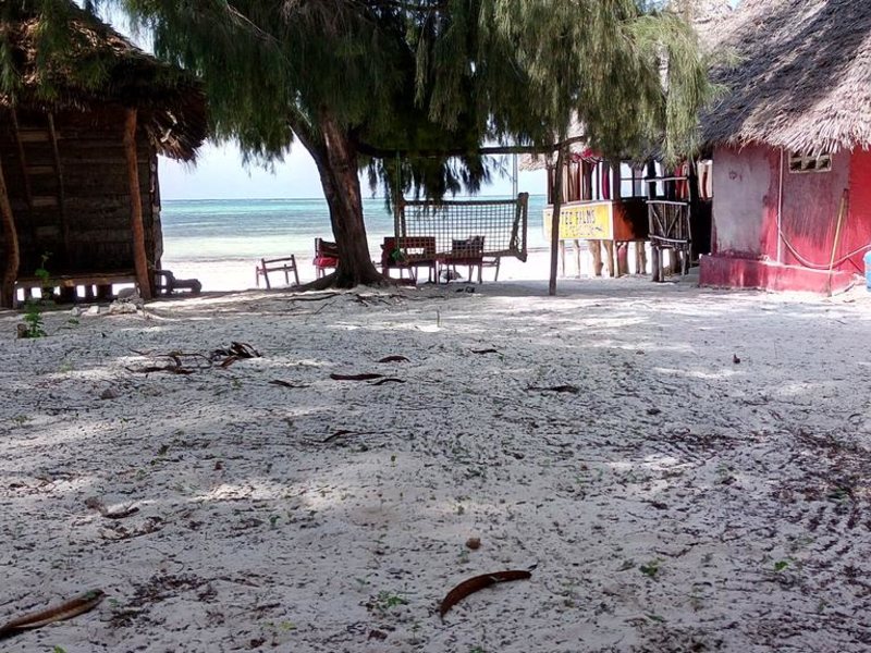 Twisted Palms 202980