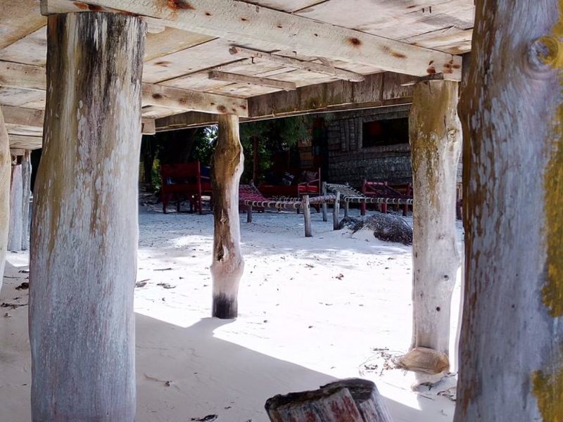 Twisted Palms 202981