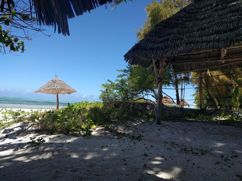 Twisted Palms 202982