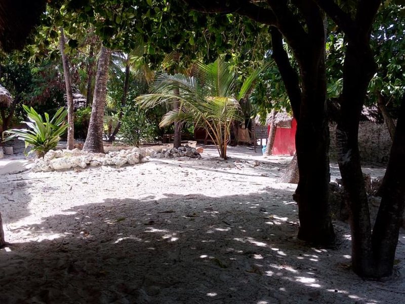 Twisted Palms 202983