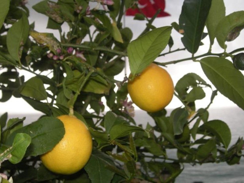 Utopia World Hotel  61147