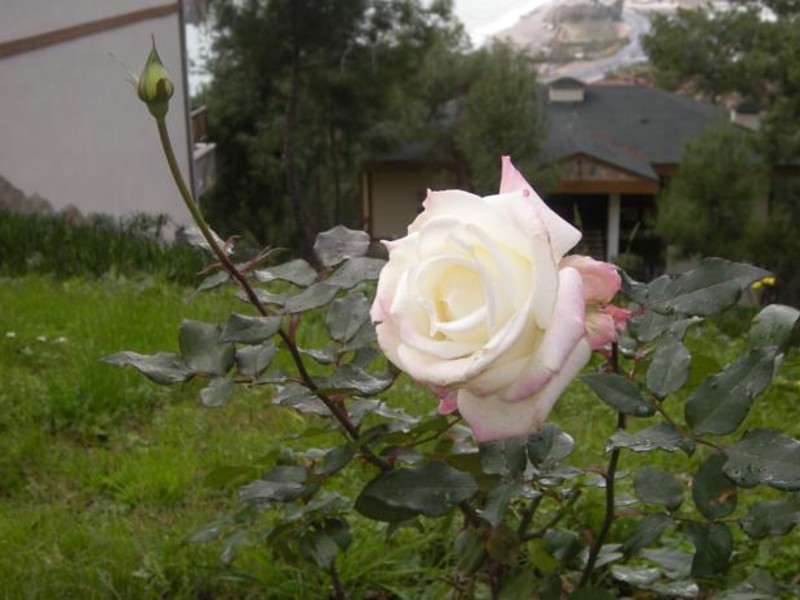 Utopia World Hotel  61148