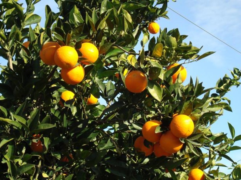 Utopia World Hotel  61151