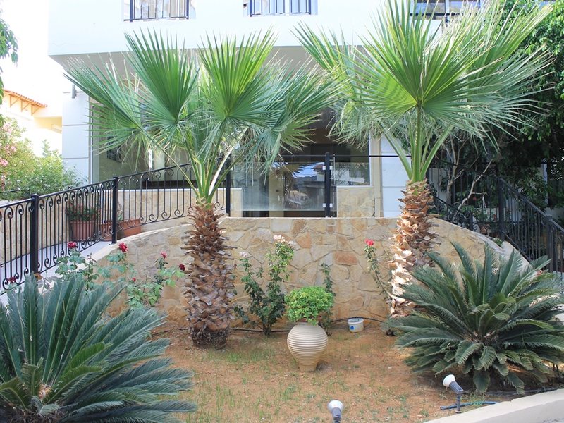 Varvara s Diamond 78257