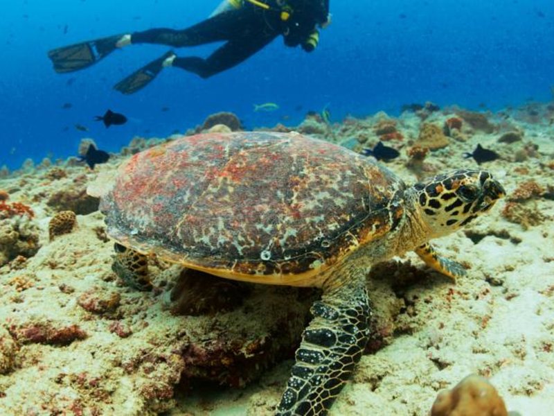 Velaa Private Island 137077