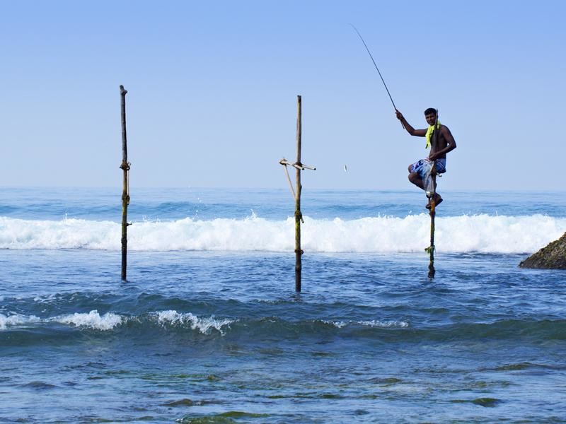 Villa Frangipani Tree 112294