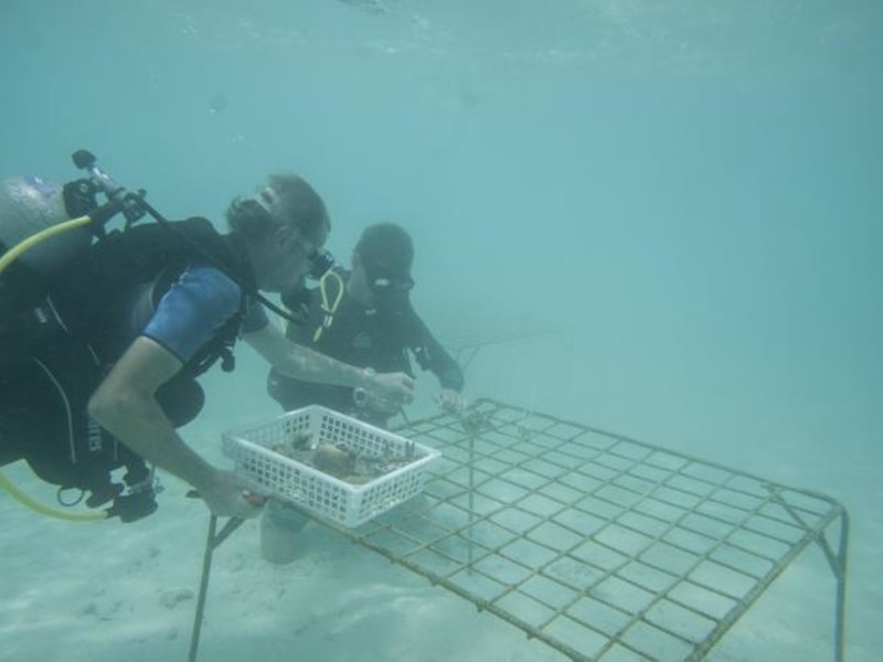 Vivanta By Taj Coral Reef 137220