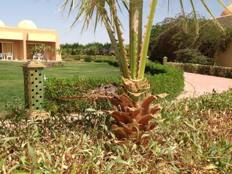 Wadi Lahmy Azur Resort 130861