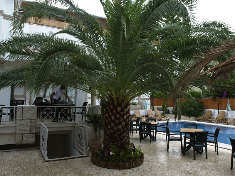 Yildiz Hotel 65036