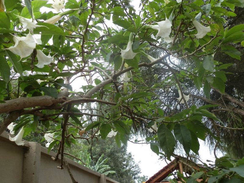 Zawadi House Lodge 203467