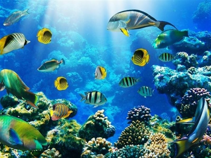 Система «FORTUNA» Шарм-Эль-Шейх 318758