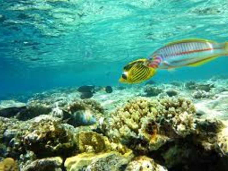 Система «FORTUNA» Шарм-Эль-Шейх 318761